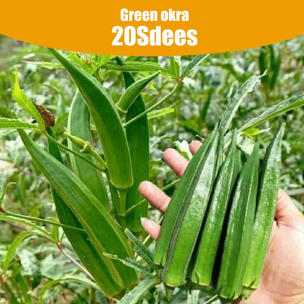 เมล็ดพันธุ์กระเจี๊ยบเขียว บรรจุ 20 เมล็ดOkra Seeds