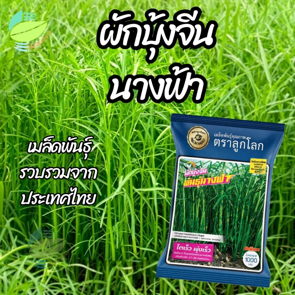 เมล็ดพันธุ์ ผักบุ้งจีน นางฟ้า ตราลูกโลก ( 1 กิโลกรัม )