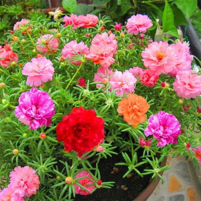 9บาท 2000 เมล็ด เมล็ดพันธุ์ แพรเซี่ยงไฮ้ คละสี คุณนายตื่นสาย