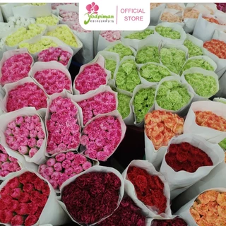 สินค้าพร้อมจัดส่ง ดอกคาร์เนชัน Carnation คัดเกรดพรีเมียม สดใหม่[ส่งทันทีในวัน⚡]
