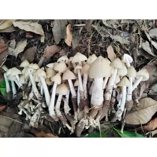 เห็ดโคนพร้อมขยายพันธุ์ เชื้อดี ปลูกง่าย มือใหม่ก็ทำได้