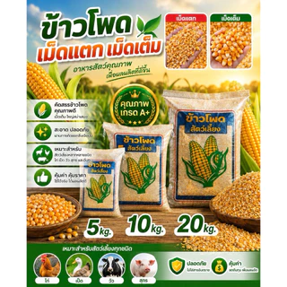ข้าวโพดเลี้ยงสัตว์เม็ดแตกและเม็ดเต็มคุณภาพดี