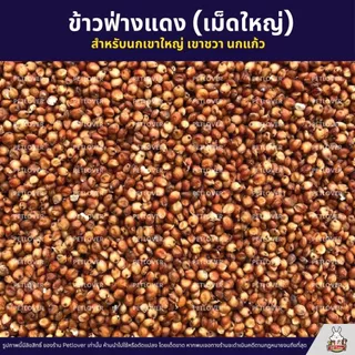(5KG/10KG) ข้าวฟ่างแดง อาหารนกแก้ว หนูแฮมสเตอร์ นกเขา เขาใหญ่ เขาชวา นกพิราบ ใหม่ สด สะอาด ร่อนฝุ่นทุกถุง