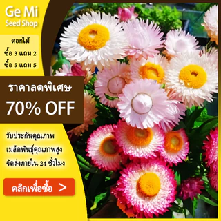 GEMI เมล็ดดอกกระดาษ 1000 เมล็ด Strawflower สีสด ปลูกง่าย ดอกแห้งไม่ร่วง เมล็ดพันธุ์ดอกกระดาษ