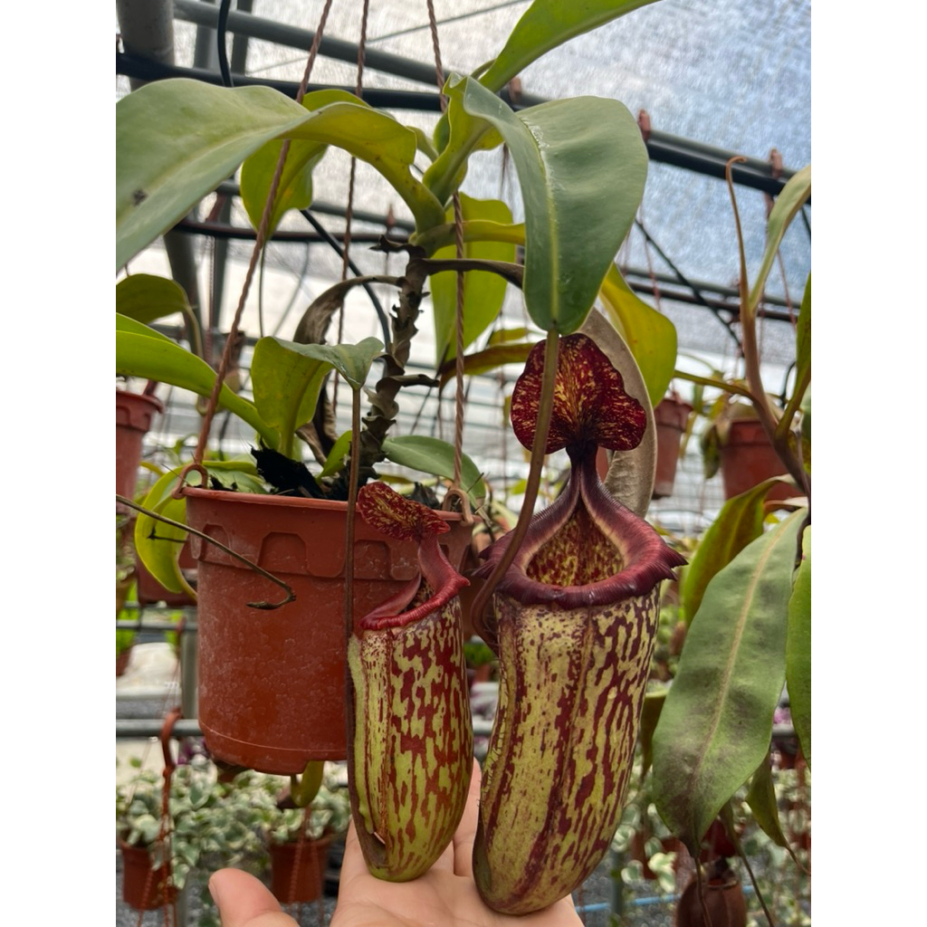 Maxima dark x Sibuyanensis squat