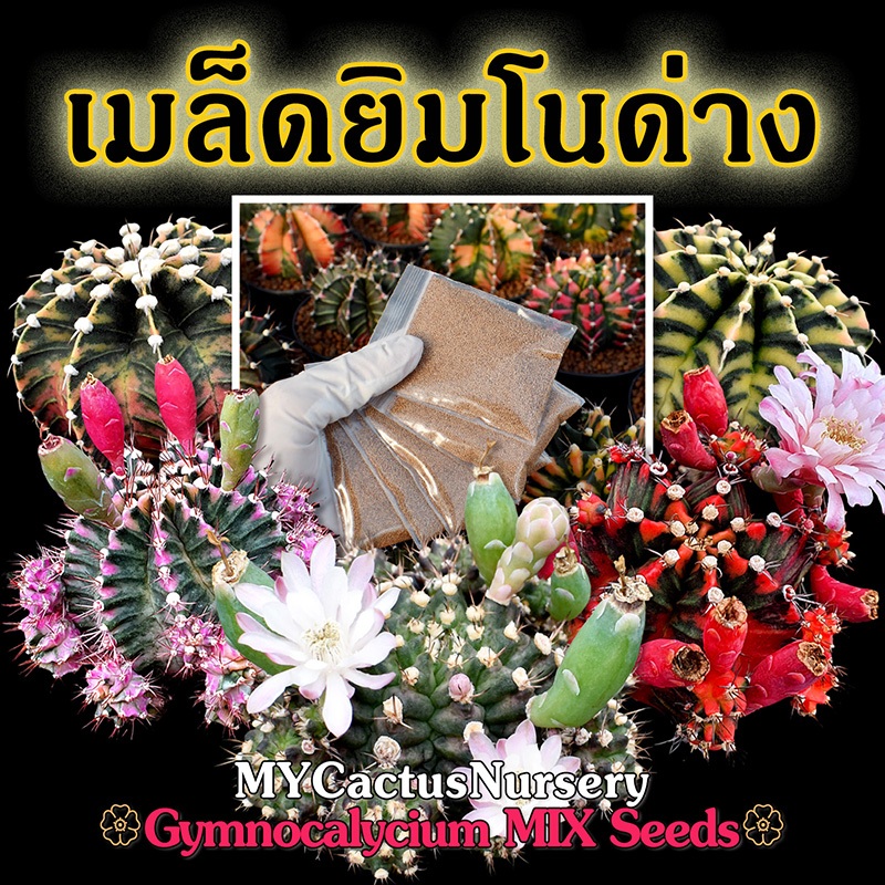 เมล็ดยิมโนด่าง แยกตามโคลนแม่พันธุ์ชื่อดัง Gymnocalycium Variegated Seeds เมล็ดยิมโนด่าง เมล็ด Gymno