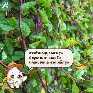 เมล็ดพันธุ์ ผักปลังญี่ปุ่น พันธุ์มุราซากิ บรรจุ50เมล็ด+/ซอง ปลูกง่าย งอกดี ยอดใหญ่ เมือกน้อย(เป็นที่นิยมมาก)