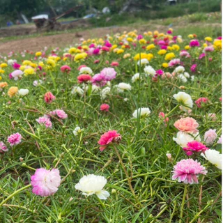 กิ่งแพรเซี่ยงไฮ้ คละสี7-10 สี เก็บสดทุกวัน รับประกันความสวยและสด กิ่งยาวอวบ สีสันสวยงาม