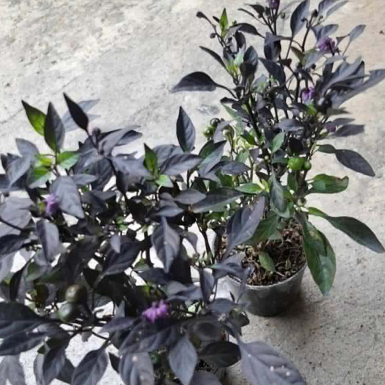 ต้นพริกไข่มุกดำ พริกไข่มุกดำ Black Pearl ขนาดกระถาง 3 นิ้ว