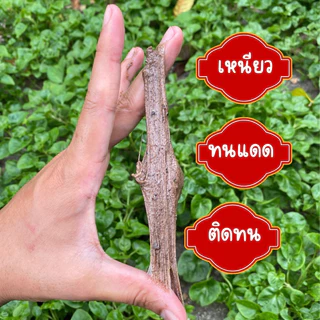 กาวดักนก สำเร็จรูป500g เหนียวทนแดดติดทนอเนกประสงค์ สามารถใช้เป็นกาวต่อนกดักหนูดักแมลงดักสัตว์ปีกดักศัตรูพืช ดักกระรอก