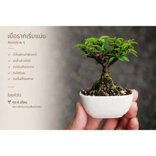 โมกเวียดนาม 🌸(Wrightia Vietnamensis)บอนไซจิ๋ว บอนไซแคระ ไม้ทำบอนไซกระถาง 3” mamebonsai