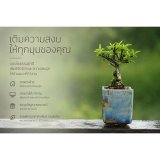 โมกเวียดนาม 🌸(Wrightia Vietnamensis)บอนไซจิ๋ว บอนไซแคระ ไม้ทำบอนไซกระถาง 3” mamebonsai