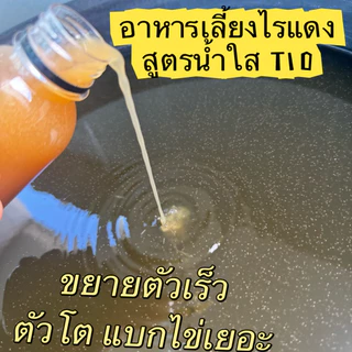อาหารเลี้ยงไรแดงน้ำใส สูตรT10 ให้ผลผลิตเยอะ ดังมากใน ตต (tt) แลไม่ต้องเปลี่ยนน้ำบ่อย