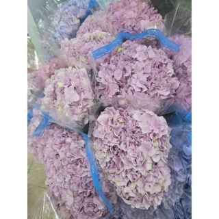 [ สินค้าพร้อมจัดส่งด่วน ] ดอกไฮเดรนเยียหัวใหญ่ๆ ดอกไม้สด