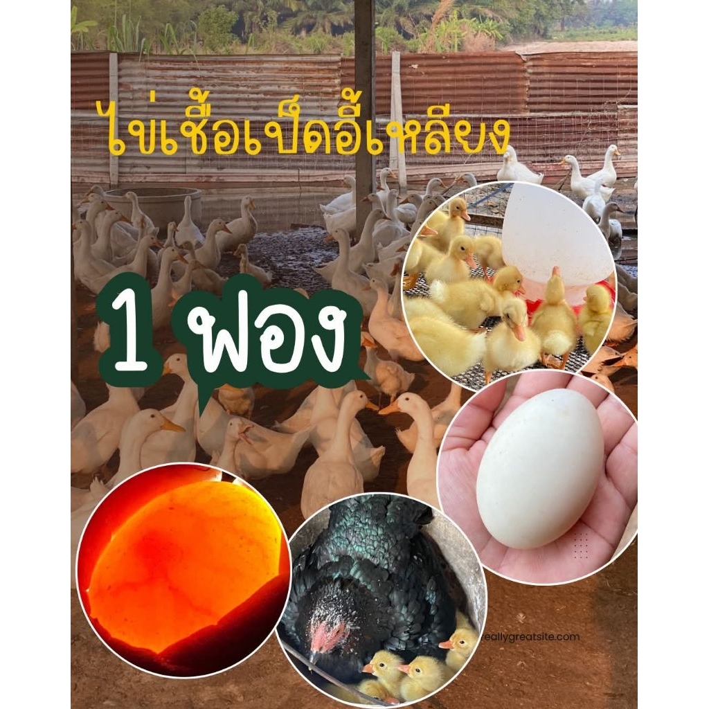 ไข่เชื้อเป็ดอี้เหลียง มีเชื้อแน่นอน เลี้ยงง่ายโตเร็ว