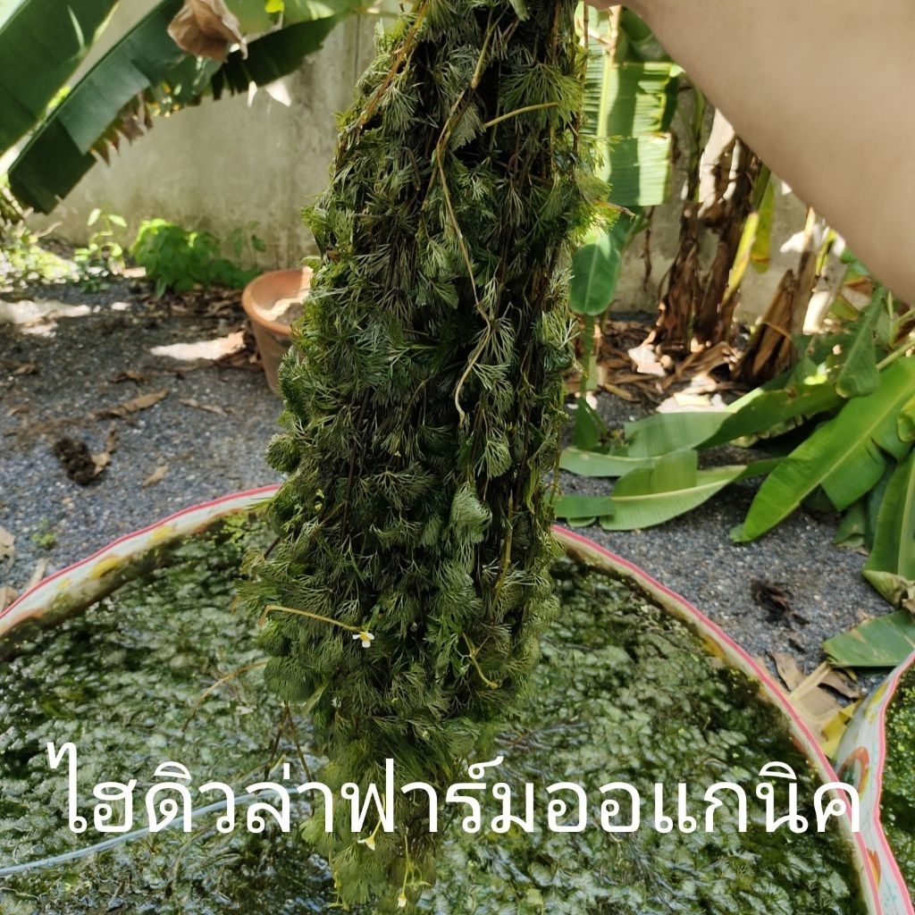 สาหร่ายหางกระรอกฉัตร ฟาร์มออแกนิค 1กิโลกรัม เส้นยาวเขียวสด