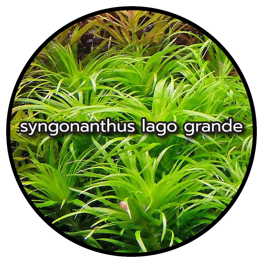 ต้นไม้น้ำ syngonanthus lago grande