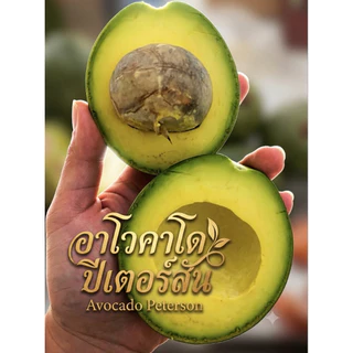 อาโวคาโด้ปีเตอร์สัน3กิโลกรัม(ชั่งน้ำหนักรวมกล่อง)4-7ลูกโล
