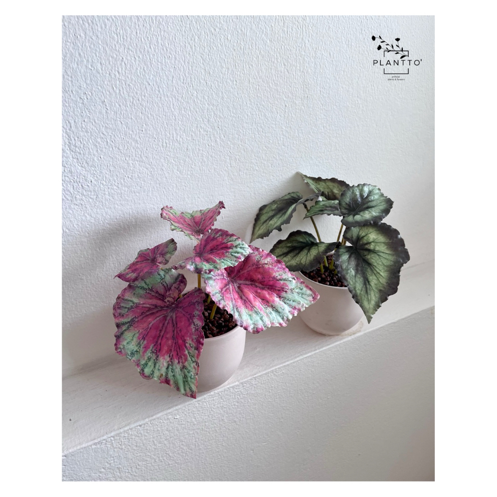 ต้นไม้ปลอม Begonia Rex พร้อมกระถางดินเผา 11 cm