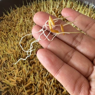 เมล็ดพันธุ์ข้าว กข.15 พันธุ์ข้าวหอมมะลิ(เบา)เก็บเกี่ยวใน 3 เดือน อัตราการงอกสูง ระยะสั้น ยกกระสอบ 25 กก. ราคาส่ง