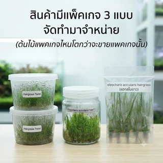 hairgrass mini twist/mini /ใบยาว #ไม้น้ำ ไม้เนื้อเยื้อ ไม้ปูพื้น