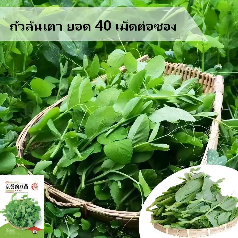 เมล็ดถั่วลันเตาทานยอด ปลูกง่าย โตเร็ว 20-30 วัน คุณภาพพร้อมปลูก