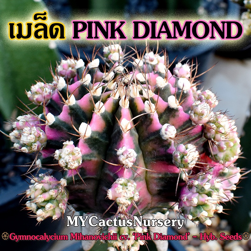 เมล็ดยิมโนพิงค์​ไดมอนด์ Gymnocalycium Pink Diamond Seeds เมล็ดยิมโนด่าง เมล็ด Gymno