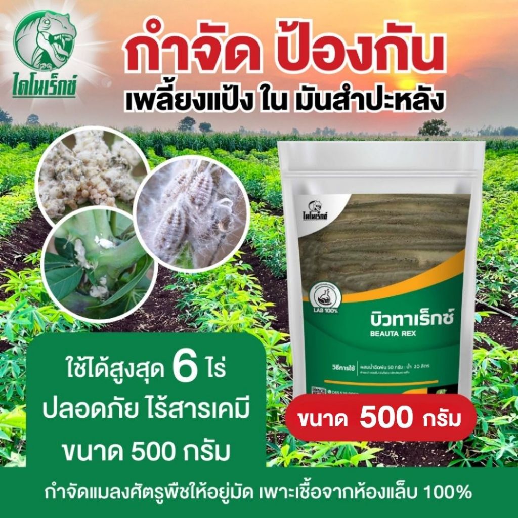 กำจัดแมลงศัตรูพืชมันสำปะหลัง ยาฆ่าเพลี้ยแป้ง ในมันสำปะหลัง พืชทุกชนิด ใช้เมธาไรเซียม MIX เชื้อบิวเวอร์เรีย บิวทาเร็กซ์