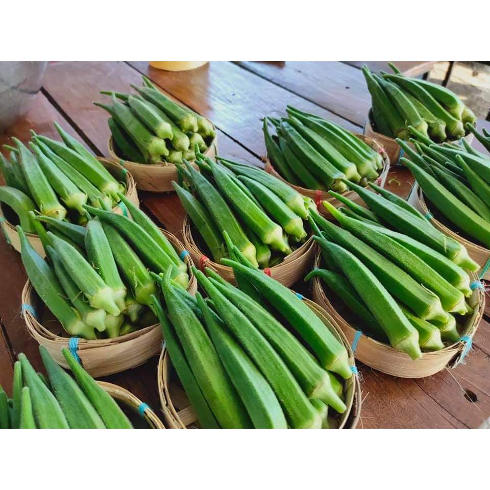 เมล็ดพันธุ์กระเจี๊ยบเขียวญี่ปุ่น คัดคุณภาพ เมล็ดใหม่ ลูกดก ฝักสวย กินดิบได้ ปลูกง่าย ให้ผลผลิตดี บรรจุ 25 เมล็ด