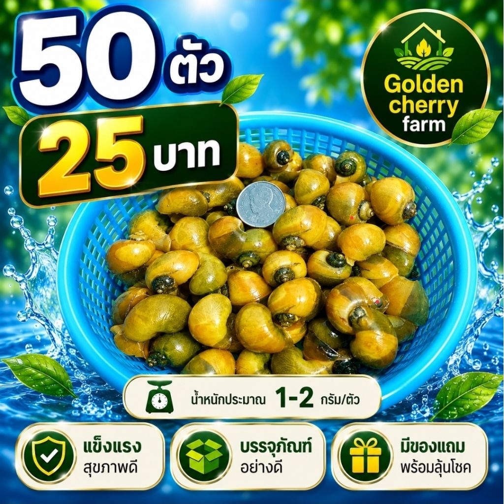 🐌 50 ตัว หอยเชอรี่ทอง โตไว แข็งแรง เพียง 25 บาท 💵✅️