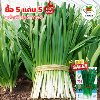 【ซื้อ 5 แถม 5 ฟร】เมล็ดพันธุ์ กุยช่าย 500 เมล็ด คัดพิเศษอัตรางอกสูง ปลูกง่าย ผักสวนครัวปลูกได้ทุกฤดูกาล กุยช่ายรากขาว