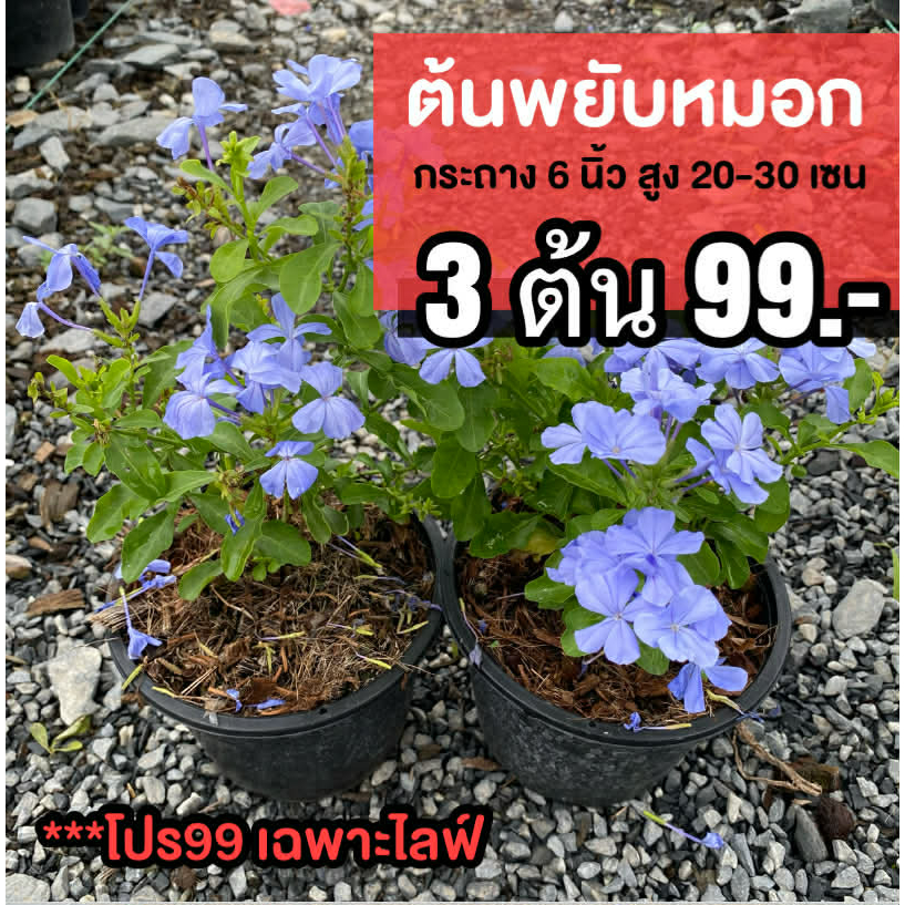 ต้นพยับหมอก (ชุด3ต้น) สูง20-30เซนติเมตร กระถาง 6นิ้ว