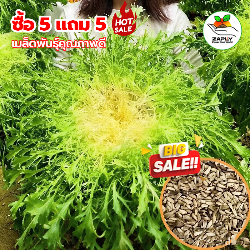 【ซื้อ 5 แถม 5 ฟร】 เมล็ดพันธุ์ผักสลัดเอนโดว์ไฟร์ซี สลัดผัก ซองละ 100 เมล็ด เมล็ดพันธุ์แท้ เมล็ดพันธุ์ผัก