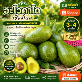 AVO DOI อโวคาโดสดจำนวน 1 กิโลกรัม ขนาด 3-4 ลูก จากเชียงใหม่