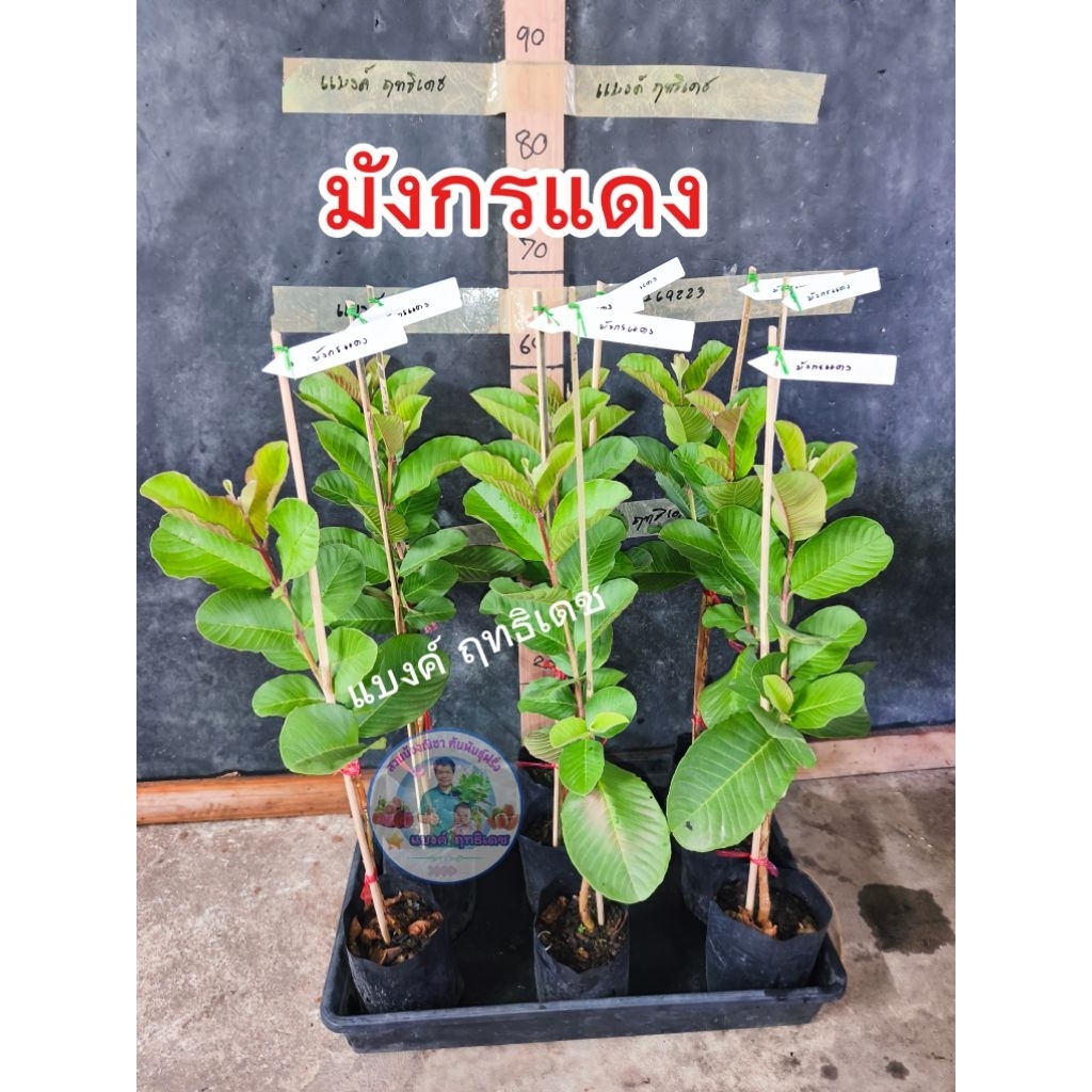 มังกรแดง Red Dragon ฝรั่งไส้แดงสายพันธุ์ใหม่