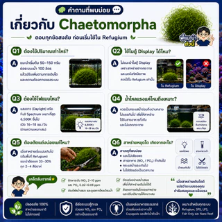 Chaetomorpha Macroalgae สาหร่ายคีโตมอร์ฟา สำหรับ Refugium | ช่วยดูดใช้ NO3 PO4 | เพิ่มพื้นที่อาศัย Copepods | ตู้ทะเล Re