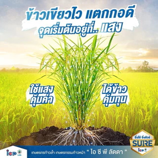 บอมบ์ ไรซ์บูสเตอร์ ไอซีพี ลัดดา ผลิตใหม่2569 เสริมการสังเคราะห์แสง สร้างอาหารพืช 1ลิตร