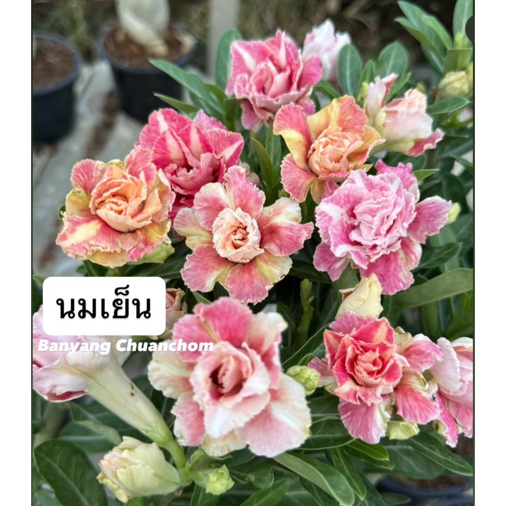 ชวนชมดอกซ้อน "นมเย็น" ขนาดกระถาง 6 นิ้ว (แบบถอนจัดส่ง)
