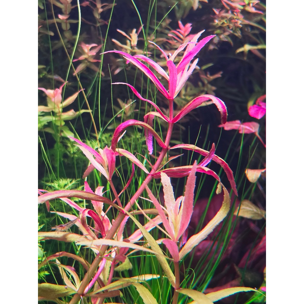 Limnophila sp. Belem เป็นไม้ที่โดดเด่นด้วยใบสีเหลืองแซมม่วงหรือชมพู
