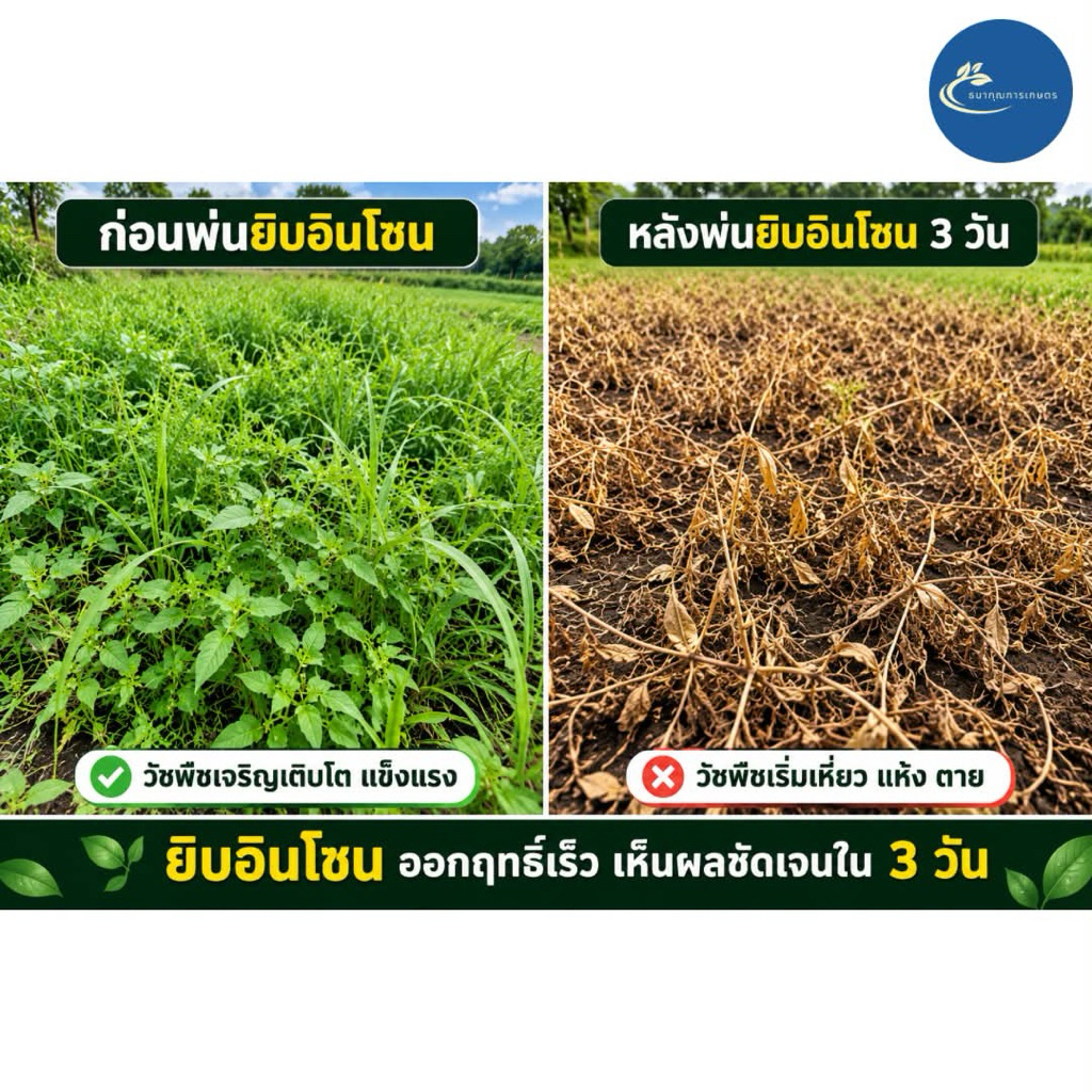 กลูโฟสิเนท สูตรพิเศษ ยี่ห้อยิบอินโซน(กลูโฟซิเนต 4ลิตร รูปที่ 7