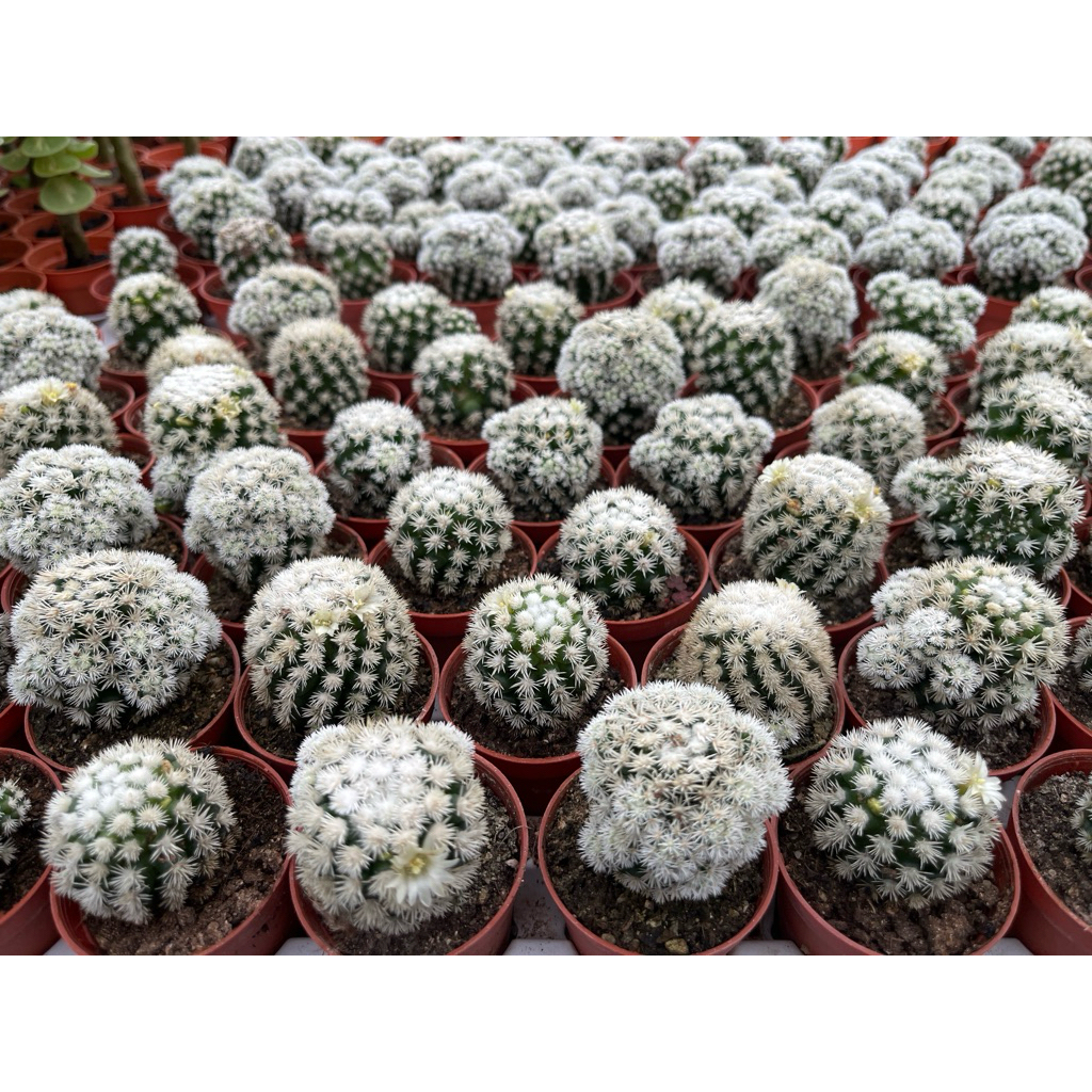 Mammillaria Allisona snow