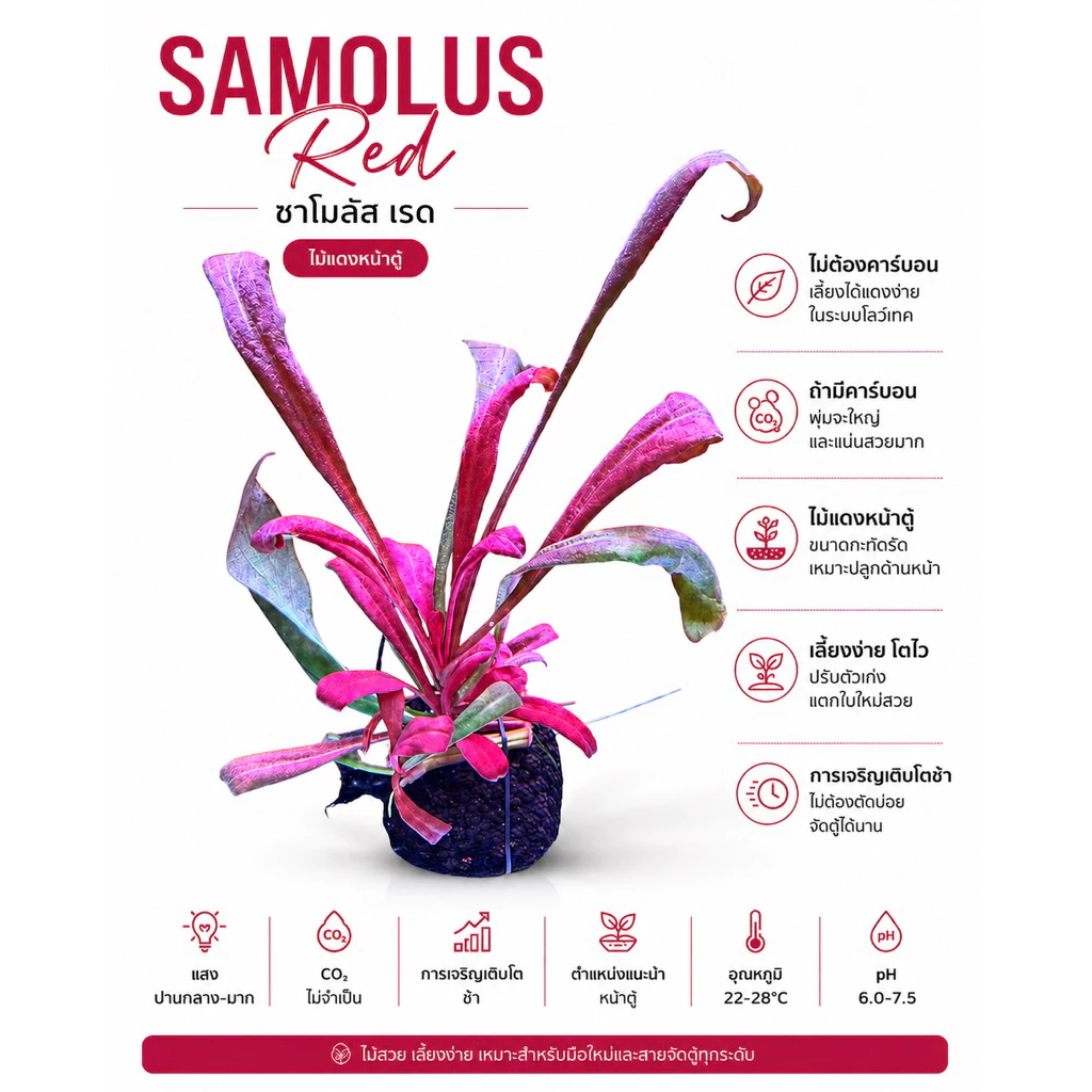 [MIN]Samolus red ไม้น้ำหน้าตู้ ทรงพุ่มเตี้ยแดงง่ายแม้ไม่มีco2 low techแสนจะง่าย โยนจบ แบบwabi