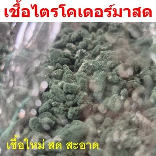 เชื้อไตรโคเดอร์มาสด ถุงละ 180 กรัม ++ เชื้อใหม่ สดใหม่ สะอาด เชื้อแข็งแรง
