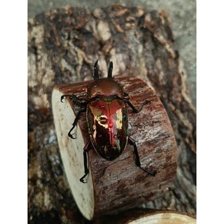 สายรุ้ง Super red gold 🔴🟡 L1 *อ่านรายละเอียดก่อนสั่งซื้อ*
