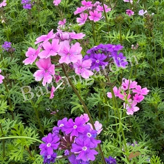 ต้นกล้าดอกเวอร์บีน่าเซเรนิตี้คละสี (verbena serenity) ดอกไม้กินได้ รากแน่นพร้อมปลูก เลี้ยงง่าย ต้นอายุหลายปี