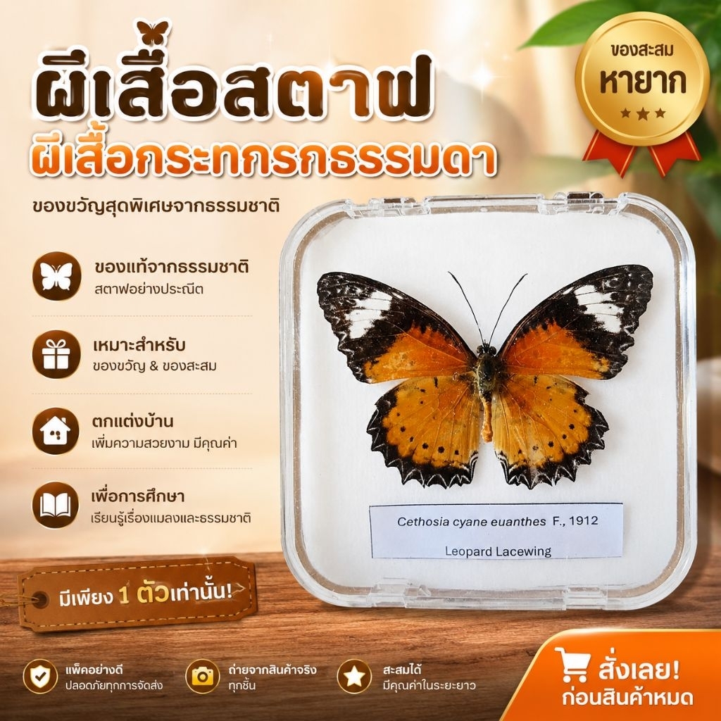 แมลงสตาฟ ผีเสื้อกะทกรกธรรมดา 1 ชิ้น