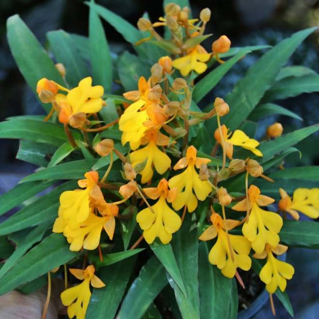 กล้วยไม้ เอื้องดิน เอื้องลิ้นมังกรดอกเหลือง Habenaria rhodocheila (yellow) 2 ต้น