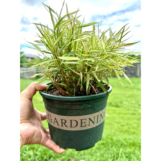 ต้นไผ่แมว กระถางGarden 6"มีจานรอง ปลูกให้แล้วในดินและปุ๋ยอินทรีย์ ไร้โลหะหนัก ไผ่เงิน หญ้าแมว