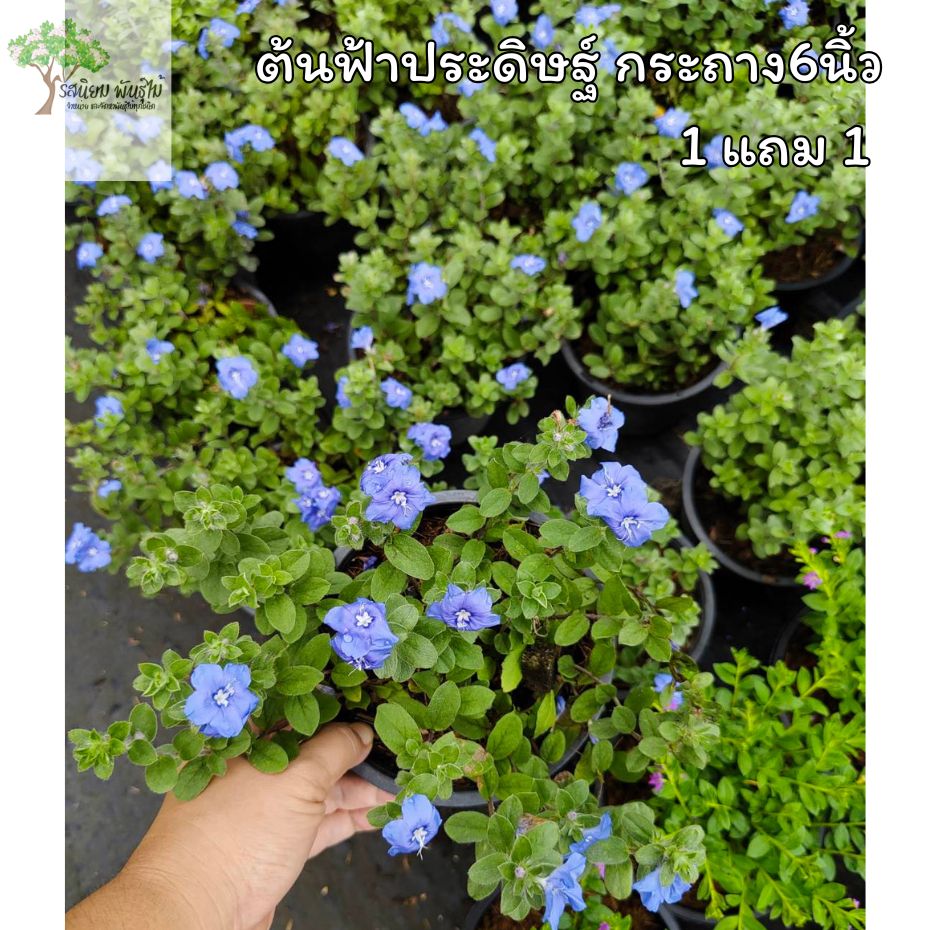 (1แถม 1)ต้นฟ้าประดิษฐ์ กระถาง6นิ้ว