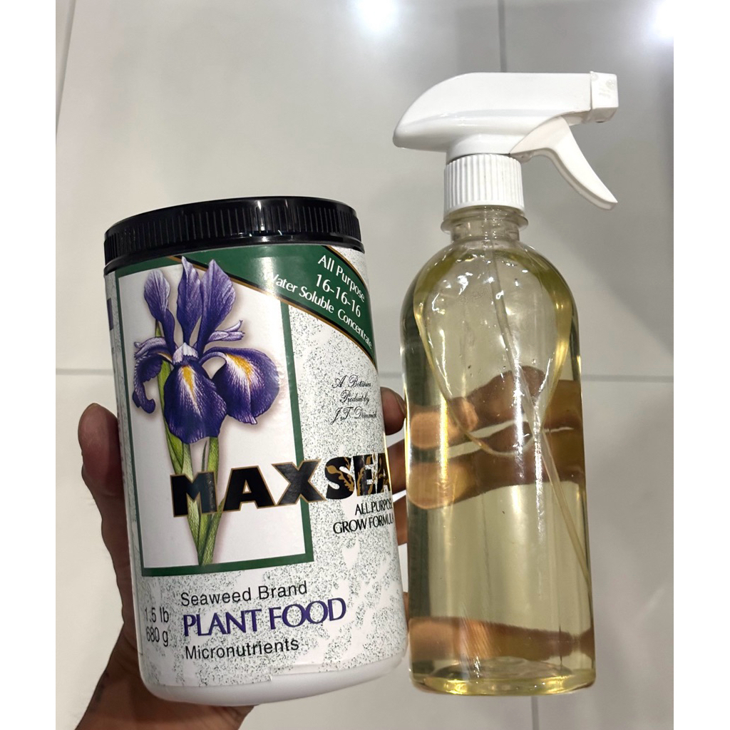 Maxsea 16-16-16 ปุ๋ยต้นไม้กินเเมลง ปุ๋ยสาหร่ายทะเล